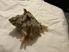 Ramose murex conch shell Aka