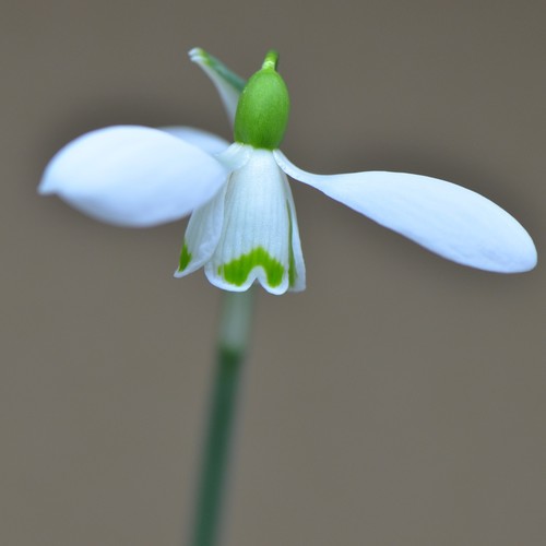 Galanthus brenda troyle - brenda,