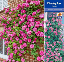 PINK  CLIMBING ROSE BUSH