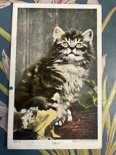 Vintage cat postcard iris - vintage,