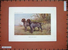 Original Old Antique Print