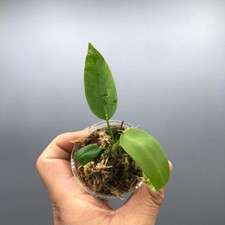 Anthurium Pallidiflorum Narrow