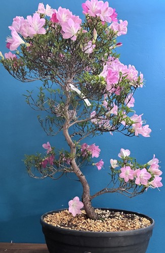 Misora bonsai tree - , satsuki