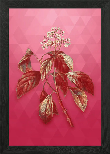 Climbing hydrangea red - climbing,