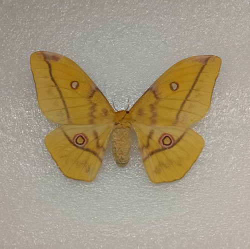 Golden emperor moth - emperor,