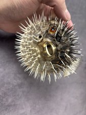 Taxidermy porcupine fish - porcupine, fish/