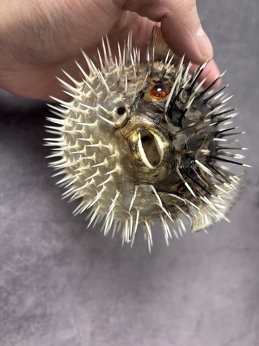 Taxidermy porcupine fish - taxidermy, fish/