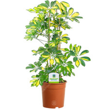 Schefflera gerda plant - schefflera, 1