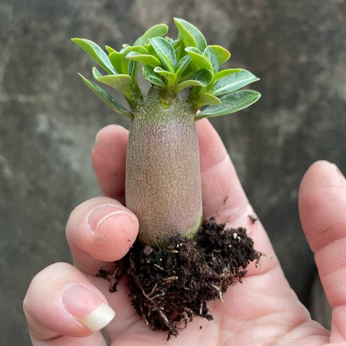 2cm succulent cactus plant - 2cm,
