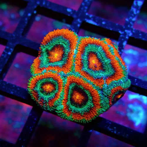 Wysiwyg acan lord coral frag - lord,