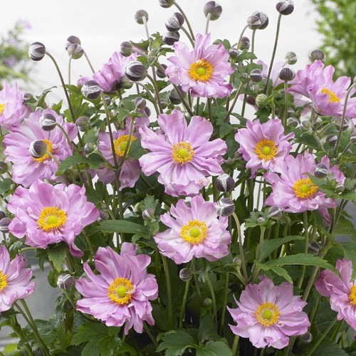 Anemone plant fantasy - anemone,