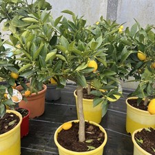 Citrus Lyvia Limequat -