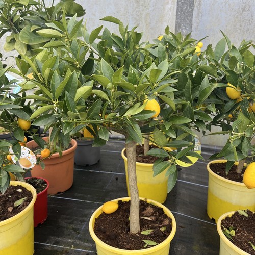 Citrus lyvia limequat - lyvia,