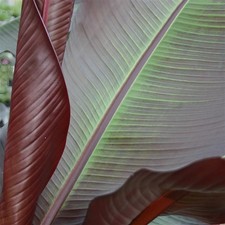 Ensete maurelii pack 5cm - pack,