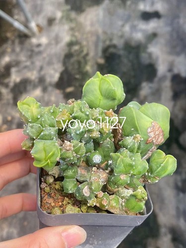Astrophytum myriostigma