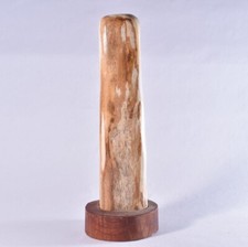 Petrified Wood Specimen