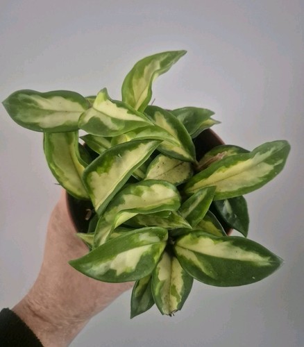 Hoya carnosa tricolor - tricolor, well