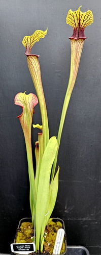 Sarracenia areolata white - sarracenia,