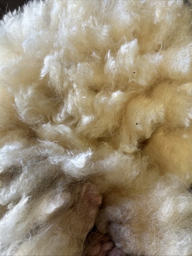 Romney sheep fleece - sheep,