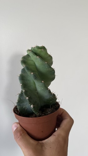 Spiral cactus cereus - spiral,