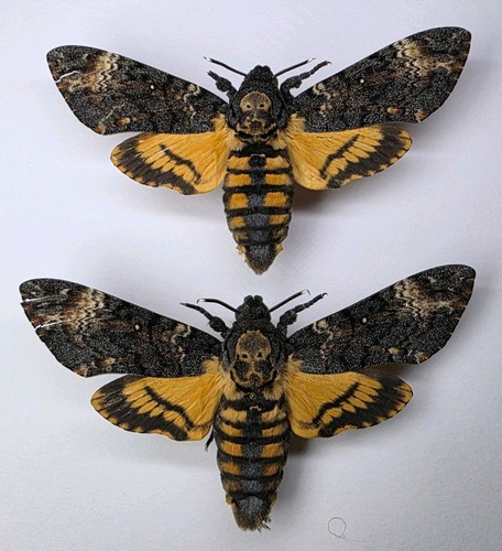 Acherontia atropos duo a2 - acherontia, duo.