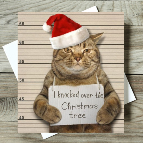 Moggie mugshot funny - moggie,