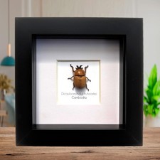 Framed dicaulocephalus beetle
