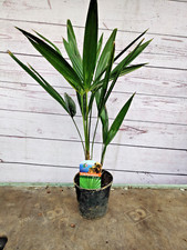 Trachycarpus fortunei 55cm - 1l,