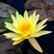 Water Lily Pond Plants Multi
