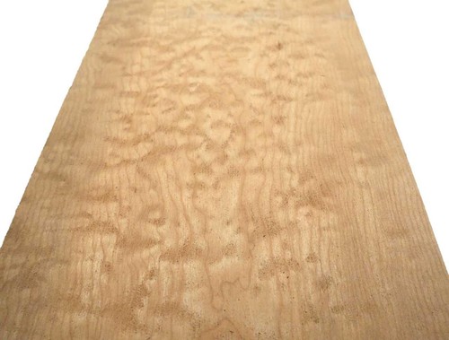 Shell maple quilted - 1x,