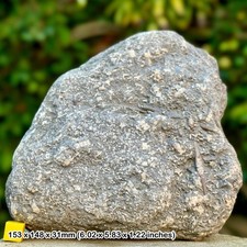 Rare crinoid star slab (sea