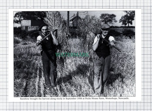 C5895 pecks house farm - c5895),