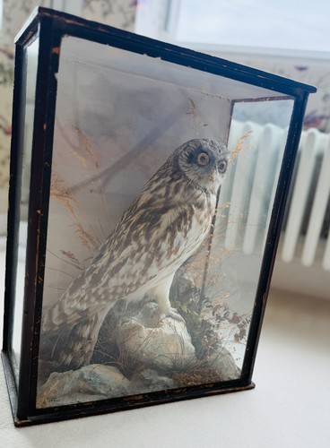 Vintage taxidermy owl glass - owl, in