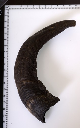 Beautiful goat horn - goat,