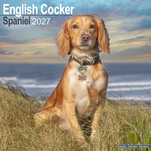English cocker spaniel - english,