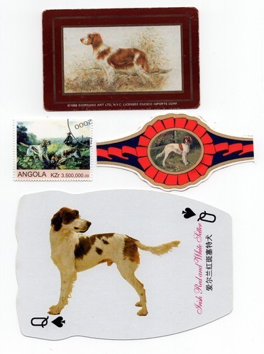 Irish red white setter - white,