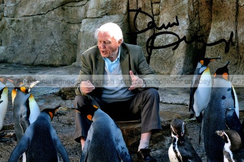 Sir david attenborough - sir,