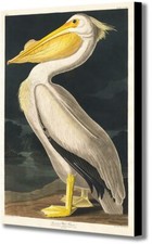 American white pelican - pelican, john
