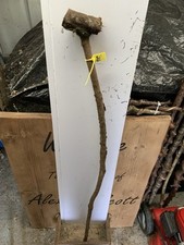 Seasoned Blackthorn SHANK