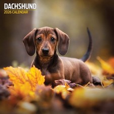 Dachshund 2026 Traditional Calendar