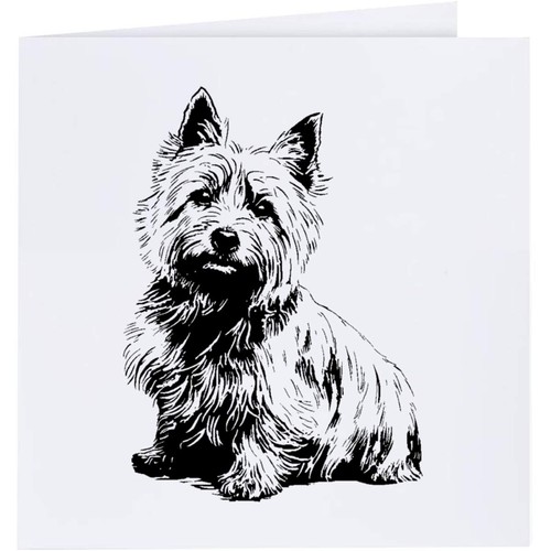 Norwich terrier portrait - 'norwich, portrait'