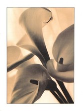 ATHENA  POSTCARD LILLYS