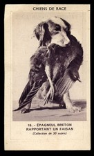BRITTANY SPANIEL French Gun Dog Vintage Trade Advertising Card G. Billard Nantes