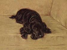 COCKER SPANIEL CHARMING DOG GREETINGS NOTE CARD BEAUTIFUL BLACK DOG ON SETTEE