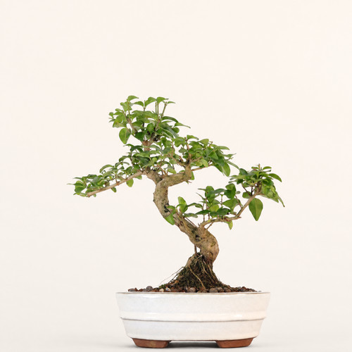Chinese privet ligustrum - privet, (ligustrum