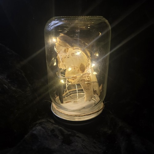 Stunning light hare skull - up,