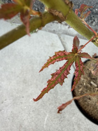 Acer palmatum mikazuki rare - acer,