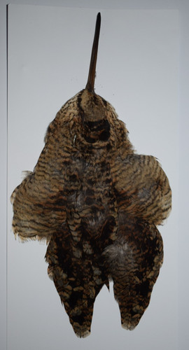 Woodcock cape - cape, (15)