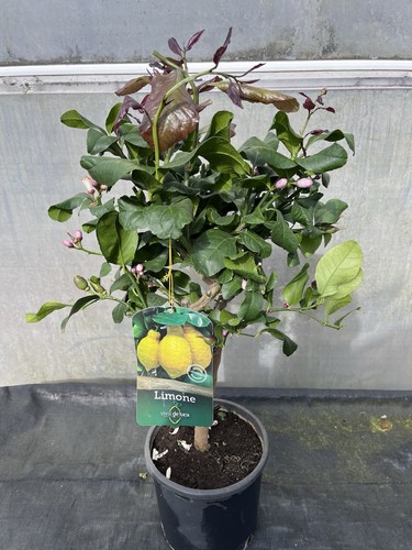Citrus lemon carrubaro - citrus,