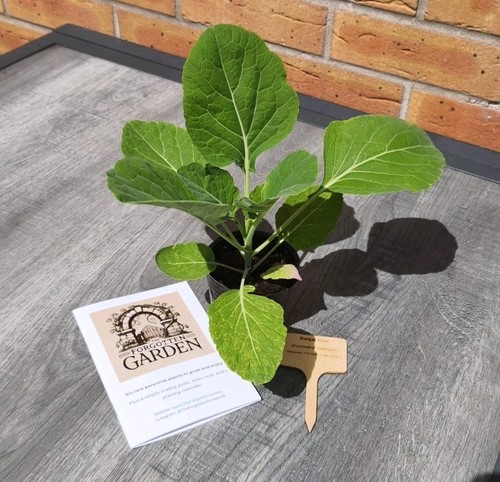 Year round spring greens - spring, –